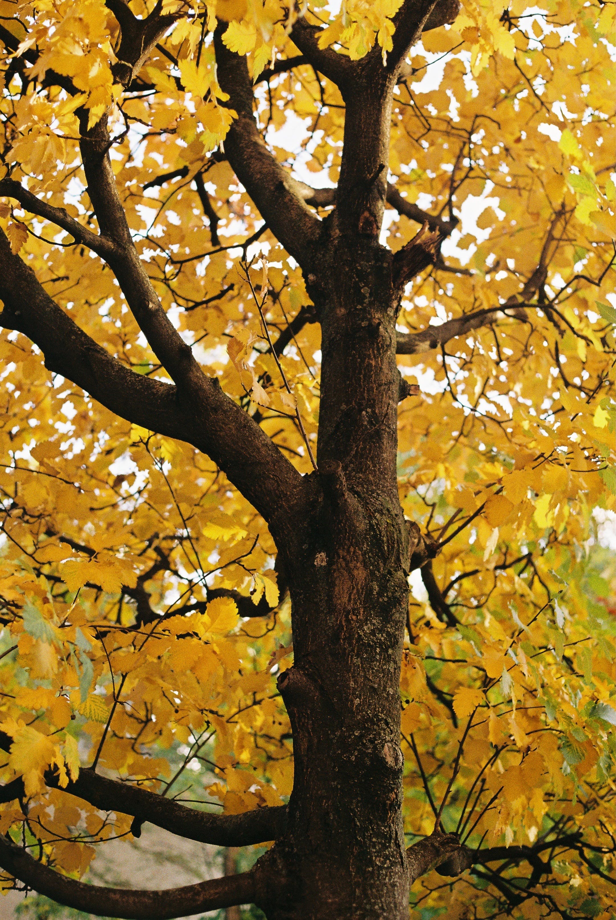 Yellow leaves on a tree in autumn