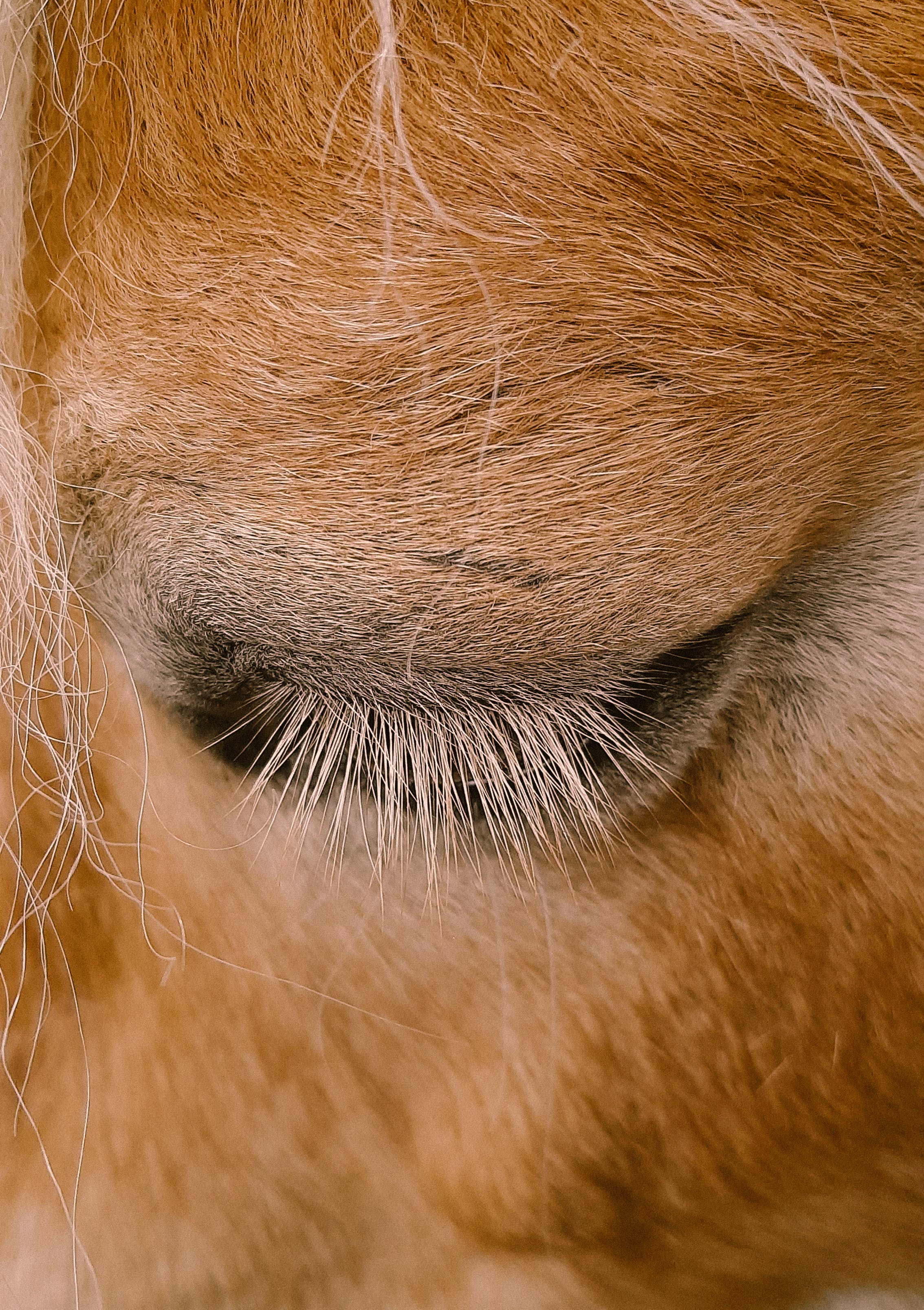 Close-up of a horse's closed eye