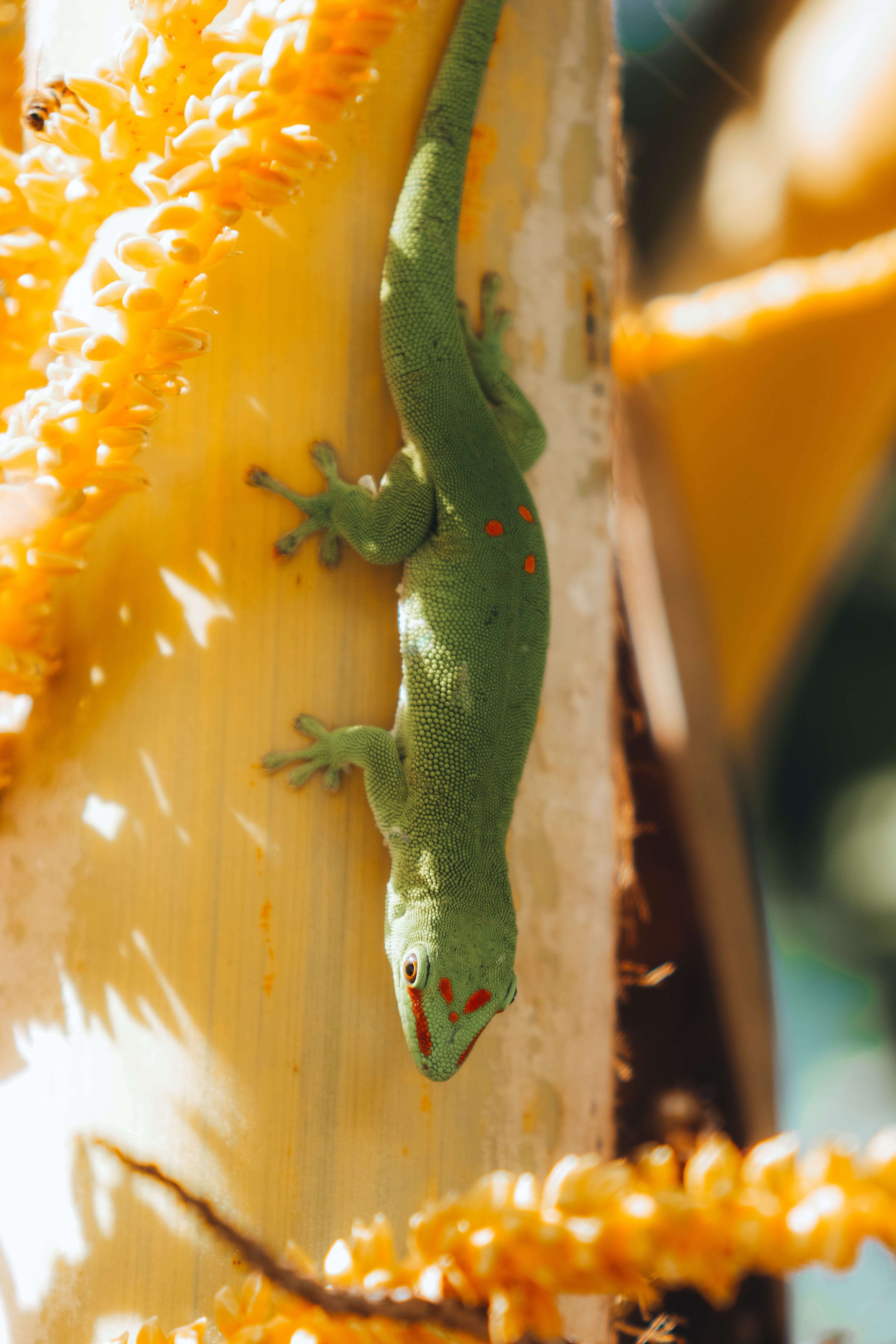 A gecko climbing downwards