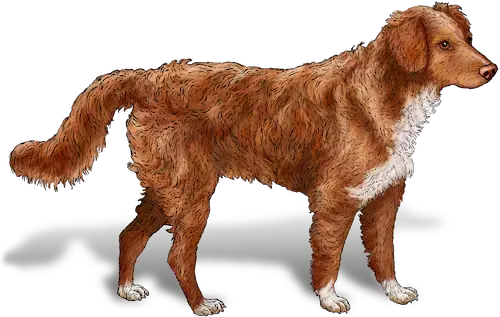 A Nova Scotia Duck Tolling Retriever. A friendly, athletic dog with a fur in shades of red.